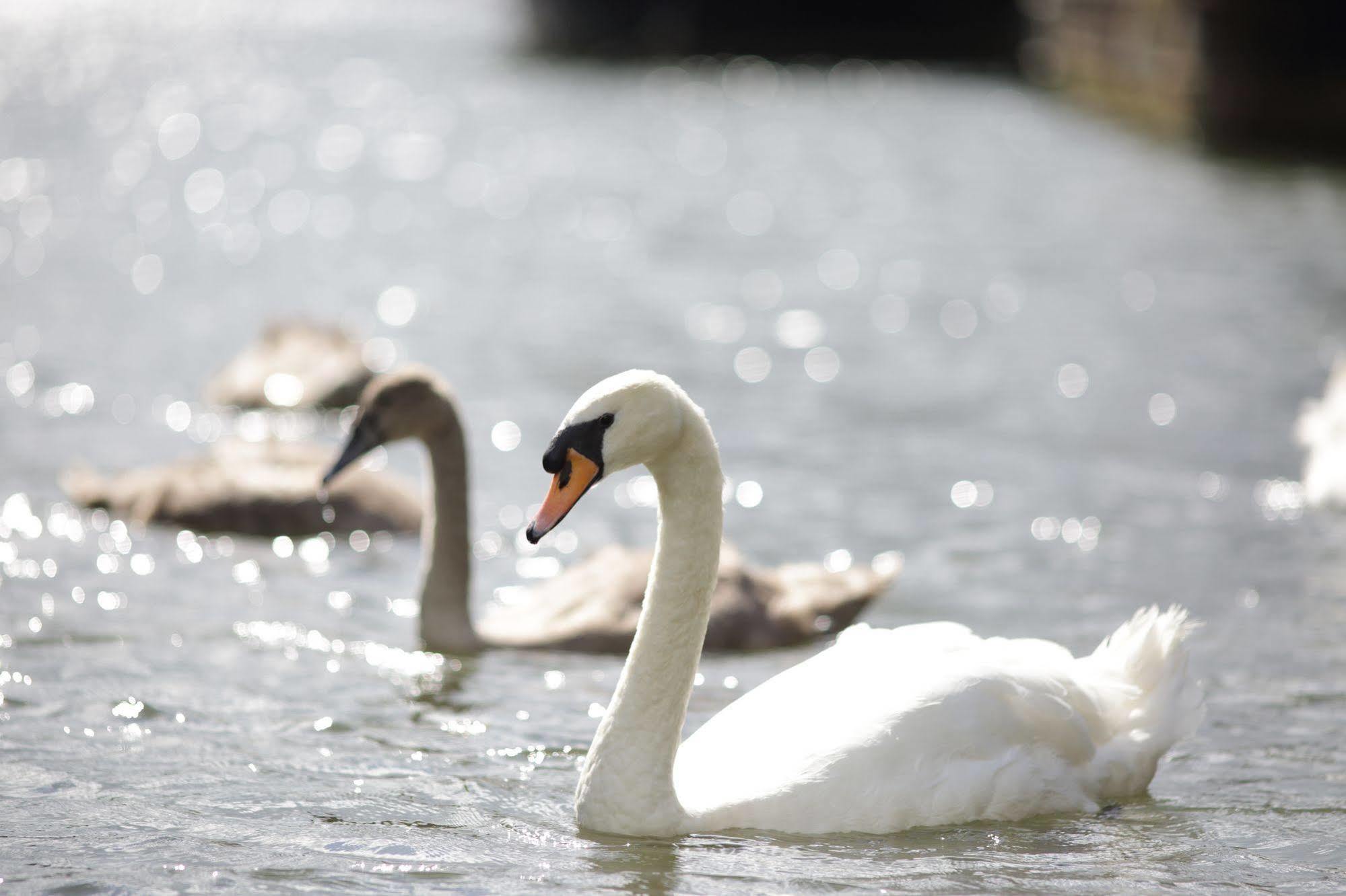 The Runnymede On Thames (Adults Only) Hotel Egham Kültér fotó